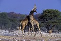 Girafes (Giraffa camelopardalis) - combat - PN d'Etosha - Namibie 
 Girafes - PN d'Etosha - Namibie  