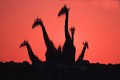 Girafes (Giraffa camelopardalis) - PN d'Etosha - Namibie 
 Girafes (Giraffa camelopardalis) - 
 PN d'Etosha - Namibie  