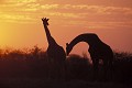 Girafes (Giraffa camelopardalis) -  PN d'Etosha - Namibie 
 Girafes (Giraffa camelopardalis) - 
 PN d'Etosha - Namibie  