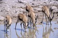 Springbok (Antidorcas marsupialis) - PN d'Etosha - Namibie 
 Springbok (Antidorcas marsupialis) - PN d'Etosha - Namibie  
