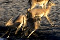 Impalas (Aepyceros melampus) - PN d'Etosha - Namibie 
 Impalas (Aepyceros melampus) - PN d'Etosha - Namibie  