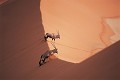 Oryx (Oryx gazella gazella) - dans les dunes de Sossusvleï - Namibie 
 Oryx (Oryx gazella gazella) - dunes de Sossusvleï - Namibie  