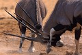 Oryx (Oryx gazella gazella) - combat - PN d'Etosha - Namibie 
 Oryx (Oryx gazella gazella) - combat - PN d'Etosha - Namibie  