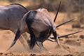 Oryx (Oryx gazella gazella) - combat - PN d'Etosha - Namibie 
 Oryx (Oryx gazella gazella) - combat - PN d'Etosha - Namibie  