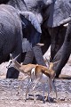 Spingbok (Antidorcas marsupialis) - PN d'Etosha - Namibie 
 Spingbok (Antidorcas marsupialis) - PN d'Etosha - Namibie  