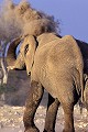 Eléphant (Loxodonta africana) - Etosha - Namibie 
 Eléphant (Loxodonta africana) - Etosha - Namibie  