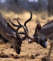 Grands Koudous (Tragelaphus stepsiceros) - combat - PN d'Etosha - Namibie 
 Grands Koudous (Tragelaphus stepsiceros) - combat - PN d'Etosha - Namibie  