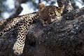 Léopard ou Panthère (Panthera pardus) - Serengeti - Tanzanie 
 Léopard ou Panthère (Panthera pardus) - Serengeti - Tanzanie  