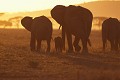 Eléphants (Loxodonta africana) - PN du Serengeti - Tanzanie 
 Eléphants (Loxodonta africana) - PN du Serengeti - Tanzanie  