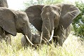 Eléphants (Loxodonta africana) - Parc Nat. de Tarangire - Tanzanie 
 Eléphants (Loxodonta africana) - Parc Nat. de Tarangire - Tanzan  