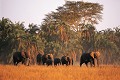 Eléphants (Loxodonta africana) - PN du Serengeti - Tanzanie 
 Eléphants (Loxodonta africana) - PN du Serengeti - Tanzanie  