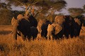 Eléphants (Loxodonta africana) - PN du Serengeti - Tanzanie 
 Eléphants (Loxodonta africana) - PN du Serengeti - Tanzanie  