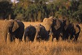 Eléphants (Loxodonta africana) - PN du Serengeti - Tanzanie 
 Eléphants (Loxodonta africana) - PN du Serengeti - Tanzanie  