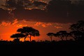 Lever de soleil sur le PN du Serengeti - Tanzanie 
 Lever de soleil sur le PN du Serengeti - Tanzanie  