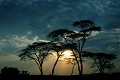 Acacias parasols - Lever de soleil sur le PN du Serengeti - Tanzanie - Afrique 
 Acacias parasols - Lever de soleil sur le PN du Serengeti - Tanz  