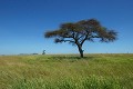 Acacia parasol - Seronera - Serengeti - Tanzanie 
 Acacia parasol - Seronera - Serengeti - Tanzanie  