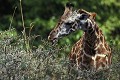 Girafe (Giraffa camelopardalis) - PN du Lac Manyara - Tanzanie 
 Girafe (Giraffa camelopardalis) - PN du Lac Manyara - Tanzanie  