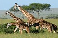 Girafes (Giraffa camelopardalis) - PN du Serengeti - Tanzanie 
 Girafes (Giraffa camelopardalis) - PN du Serengeti - Tanzanie  