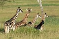 Girafons (Giraffa camelopardalis) - PN du Serengeti - Tanzanie 
 Girafons (Giraffa camelopardalis) - PN du Serengeti - Tanzanie  