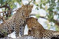 Léopards ou Panthères (Panthera pardus) - Serengeti - Tanzanie 
 Léopards ou Panthères (Panthera pardus) - Serengeti - Tanzanie  