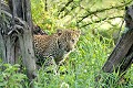 Jeune léopard ou Panthère (Panthera pardus) - Serengeti - Tanzanie 
 Léopard ou Panthère (Panthera pardus) - Serengeti - Tanzanie  