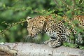 Jeune léopard ou Panthère (Panthera pardus) - Serengeti - Tanzanie 
 Léopard ou Panthère (Panthera pardus) - Serengeti - Tanzanie  