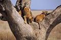 Lionceaux (Panthera leo) - Serengeti - Tanzanie 
 Lionceaux (Panthera leo) - Serengeti - Tanzanie  