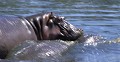 Hippopotame (Hippopotamus amphibius) - PN du Serengeti - Tanzanie 
 Hippopotame (Hippopotamus amphibius) - PN du Serengeti - Tanzanie  