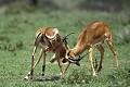 Impalas (Aepyceros melampus petersi) - combat - Tanzanie 
 Impalas (Aepyceros melampus petersi) - Tanzanie  
