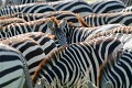 Zèbres de Grant (Hippotigris quagga bohmi) - PN du Serengeti - Tanzanie 
 Zèbres de Grant (Hippotigris quagga bohmi) - PN du Serengeti - Tanzanie  