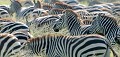 Zèbres de Grant (Hippotigris quagga bohmi) - PN du Serengeti - Tanzanie 
 Zèbres de Grant (Hippotigris quagga bohmi) - PN du Serengeti - Tanzanie  