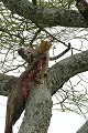 Léopard ou Panthère (Panthera pardus) - Serengeti - Tanzanie - félins - fauves - carnivores 
 Léopard ou Panthère (Panthera pardus) - Serengeti - Tanzanie - félins - fauves - carnivores  
