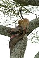 Léopard ou Panthère (Panthera pardus) - Serengeti - Tanzanie - félins - fauves - carnivores 
 Léopard ou Panthère (Panthera pardus) - Serengeti - Tanzanie - félins - fauves - carnivores  