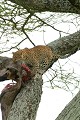 Léopard ou Panthère (Panthera pardus) - Serengeti - Tanzanie 
 Léopard ou Panthère (Panthera pardus) - Serengeti - Tanzanie  