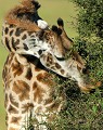 Girafe (Giraffa camelopardalis) - PN du Serengeti - Tanzanie 
 Girafe (Giraffa camelopardalis) - PN du Serengeti - Tanzanie  