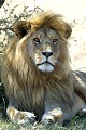 Lion (Panthera leo) - P.N du Serengeti - Tanzanie 
 Lion (Panthera leo) - P.N du Serengeti - Tanzanie  