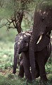 Eléphants (Loxodonta africana) - Parc Nat. de Tarangire - Tanzanie 
 Eléphants (Loxodonta africana) - Parc Nat. de Tarangire - Tanzanie  