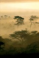 Acacias parasols dans la brume - Rongaï - PN du Serengeti - Tanzanie 
 Acacias parasols dans la brume - Rongaï - PN du Serengeti - Tanzanie  