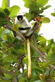 Colobe bai de Kirk (Colobus badius kirki) - Zanzibar - Tanzanie 
 Colobe bai de Kirk (Colobus badius kirki) - Zanzibar - Tanzanie  
