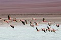 Flamants roses du Chili (Phoenicopterus chilensis) - Laguna Blanca - Bolivie 
 Flamants roses du Chili (Phoenicopterus chilensis) - Laguna Blanca - Bolivie  