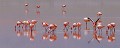 Flamants roses du Chili (Phoenicopterus chilensis), Altiplano, Cordillère des Andes, Laguna Colorada, Bolivie 
 Flamants roses du Chili (Phoenicopterus chilensis) 
 Altiplano 
 Cordillère des Andes 
 Laguna Colorada 
 Bolivie  