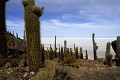 Altiplano;  Salar d'Uyuni; Ile de Incahuasi ou ile Poisson et ses grands cactus Echinopsis atacamensis; Bolivie 
 Altiplano 
 Salar d'Uyuni 
 Ile de Incahuasi ou ile Poisson et ses grands cactus Echinopsis atacamensis 
 Bolivie  