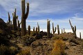Altiplano;  Salar d'Uyuni; Ile d' Incahuasi et ses grands cactus; Bolivie 
 Altiplano 
 Salar d'Uyuni 
 Ile d' Incahuasi et ses grands cactus 
 Bolivie  