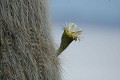 Altiplano;  Salar d'Uyuni; Ile d' Incahuasi; grands cactus en fleur; Bolivie 
 Altiplano 
 Salar d'Uyuni 
 Ile d' Incahuasi 
 grands cactus en fleur 
 Bolivie  