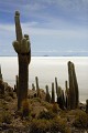 Altiplano;  Salar d'Uyuni; Ile d' Incahuasi; grands cactus; Bolivie 
 Altiplano 
 Salar d'Uyuni 
 Ile d' Incahuasi 
 grands cactus 
 Bolivie  