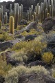 Altiplano;  Salar d'Uyuni; Ile d' Incahuasi; grands cactus; Bolivie 
 Altiplano 
 Salar d'Uyuni 
 Ile d' Incahuasi 
 grands cactus 
 Bolivie  