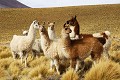 Désert d'Atacama - Lamas (Lama glama) - Chili 
 Désert d'Atacama - Lamas (Lama glama) - Chili  