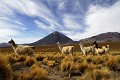 Désert d'Atacama - Lamas (Lama glama) - Chili 
 Désert d'Atacama - Lamas (Lama glama) - Chili  