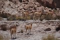 Guanacos (Lama guanicoe) - Andes chiliennes - Chili 
 Guanacos (Lama guanicoe) - Andes chiliennes - Chili  