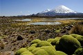 Lagune de Cotacotani, Lliaretas et les volcans Parinacota (6345 m) et Pomerape (6240 m), nord Chili PN Lauca 
 Lagune de Cotacotani 
 Lliaretas et les volcans Parinacota (6345 m) et Pomerape (6240 m) 
 nord Chili PN Lauca  